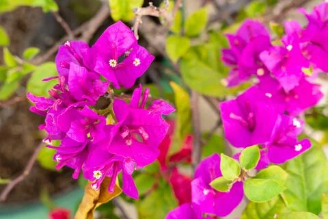 Bougainvillea 스톡 사진