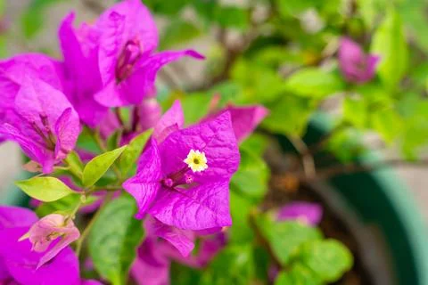 Bougainvillea Foto stock