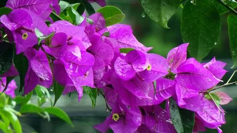 Bougainvillea Stock Photos