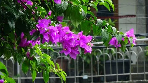 Bougainvillea Stock Photos