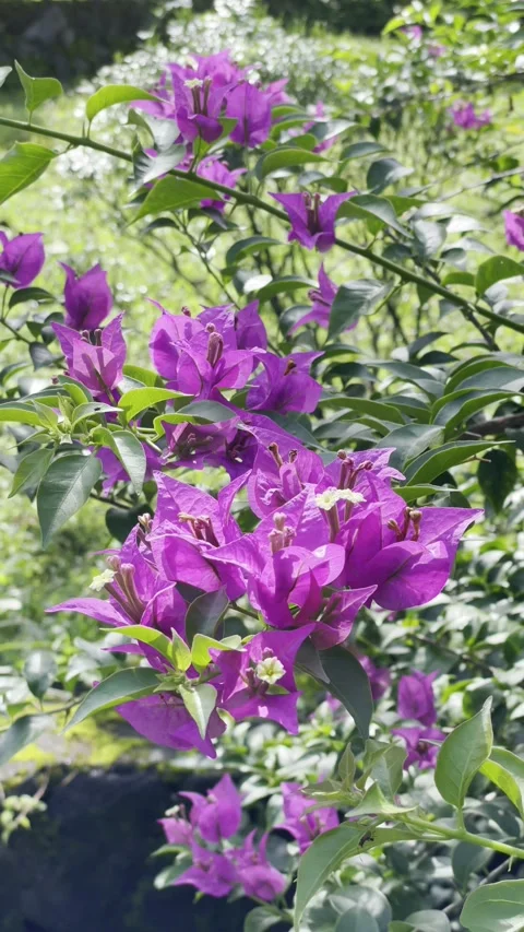Bougainvillea Purple Stock Footage 301878713
