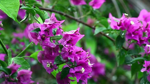 Bougainvillea In The Rain Stock Footage 30251323