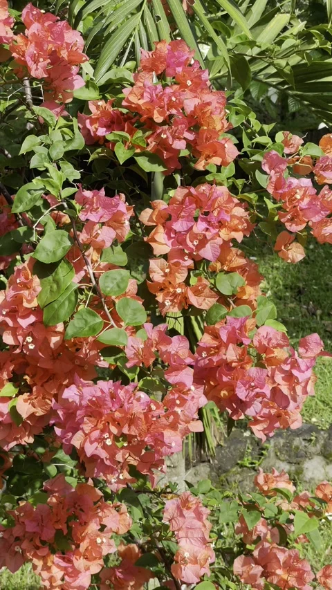 Bougainvillea Red Orange Stock Footage 301877458