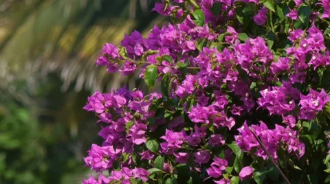 Bougainvillea Shrub Stock Footage 7899637