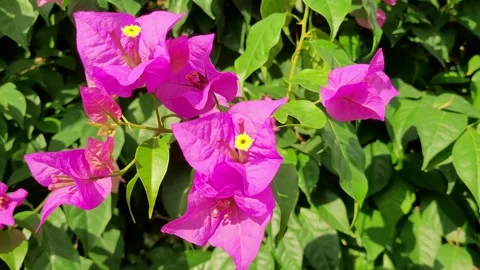 Bougainvillea slow Stock Footage 330924872