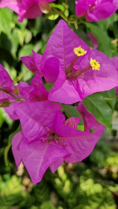 Bougainvillea slow vertical Stock Footage 330924888