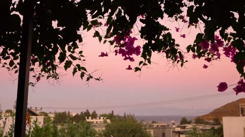 Bougainvillea tree Video stock 202026980