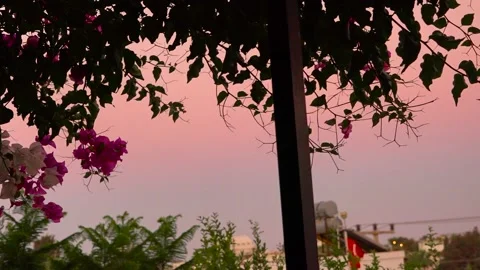 Bougainvillea tree long tracking balcony view Video stock 202027103