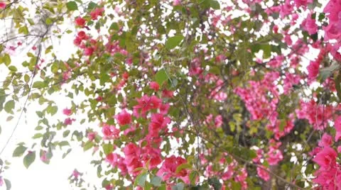 Bougainvillea Tree Right Pan Stock Footage 10785758
