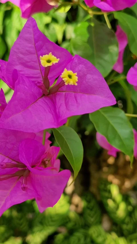 Bougainvillea vertical Stock Footage 330924889