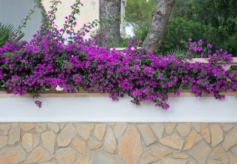 Bougainvillea wall background Foto stock