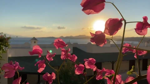 Bougainvillea in the wind Stock Footage 165820469