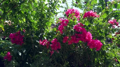 Bougainvillea2 Stock Footage 144425816