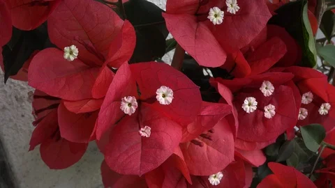 Bougainvillea4 Stock Footage 90694198