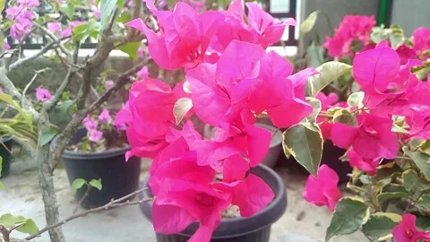 Bougainvillea_flower 스톡 동영상 236178558
