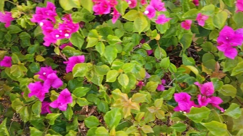 Bougainvilleas flower Stock Footage 100799502