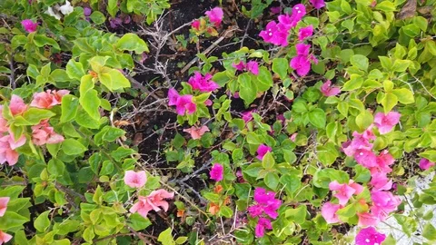 Bougainvilleas flower Video stock 100799540