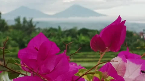 Bougenvile Stock Footage 292762708