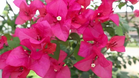 Bougenvilie Stock Footage 237355564