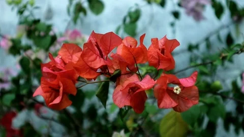 Bougenville flowers Stock Footage 209168121