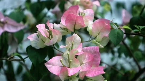 Bougenville flowers Stock Footage 209168254