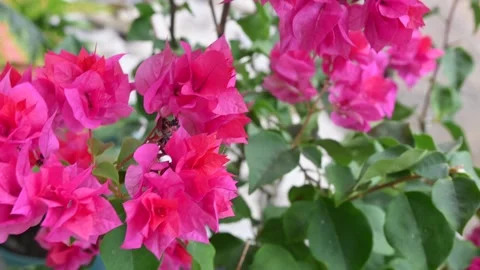 Bougenville Video stock 248800044