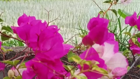 Bougenville Stock Footage 292762647