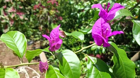 Bougenville Purple Stock Footage 219949418