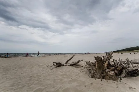 Bough on the beach Foto stock