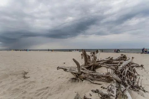 Bough on the beach Foto stock