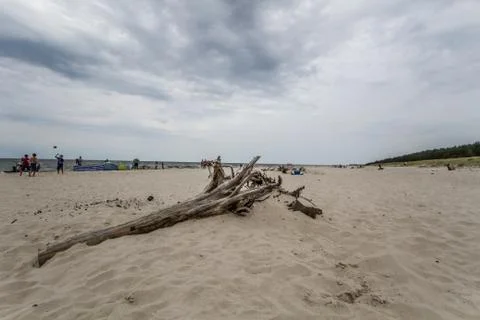 Bough on the beach Foto stock