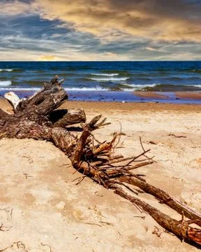 Bough on the beach Stock Photos