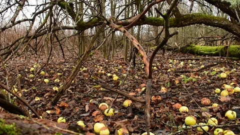 Bough of an old apple tree, fallen apples Stock Footage 119215939