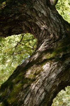 Bough of old willow tree Stock Photos