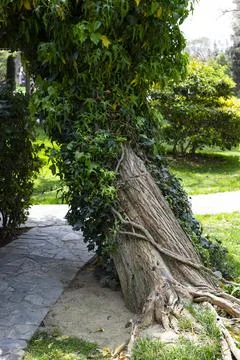 Bough of the old willow tree in spring Stock Photos