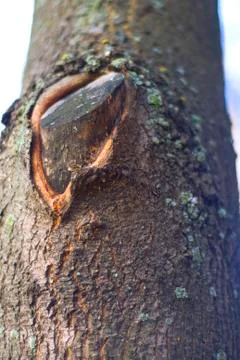 Bough of tree Foto stock