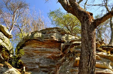Boulder and tree Fotos Stock