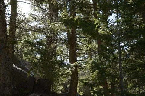 Boulder and Trees Stock Photos