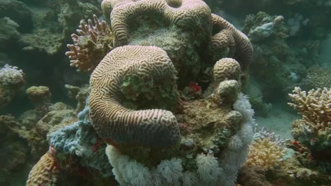 Boulder Brain Coral With Dark Fish Swimming Near Top In Vibrant Reef Video stock 311984801