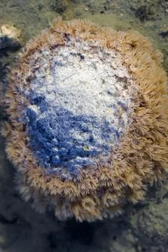 Boulder coral Stock Photos