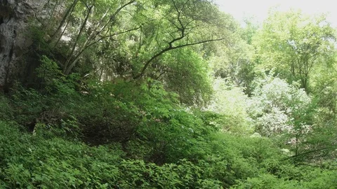 Boulder falling from above over a green bush in the woods young Stock Footage 78220606