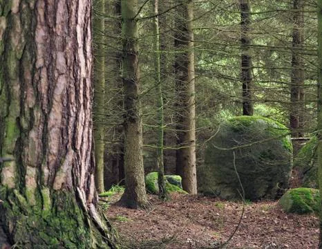 Boulder in forest Stock Photos