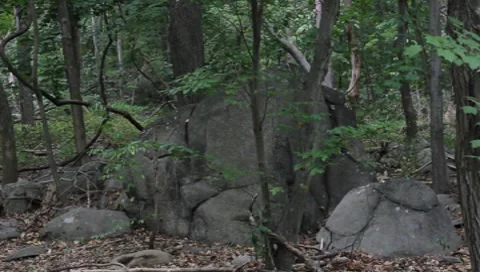 Boulder in the Forest Woods Day 動画素材 7904190
