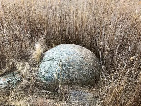 Boulder in the reeds. Stock Photos
