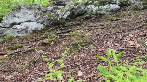 Boulder Rock Pile &amp; Forest Canopy Revealed with Diagonal Pan &amp; Tilt. Stock Footage 240129525