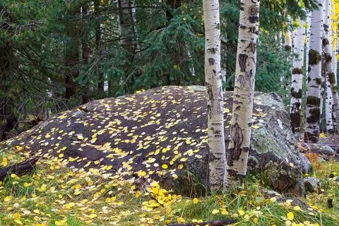 Boulder surrounded by pine and aspens, and sprinkled with yellow aspen leaves. Stock Photos