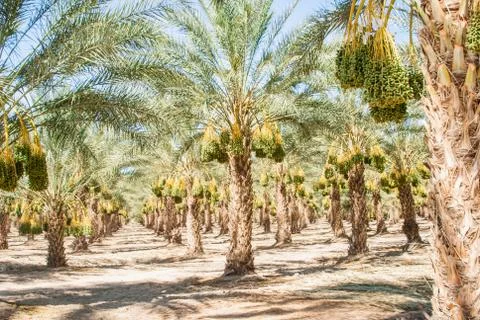 Boulevard of date trees Stock Photos