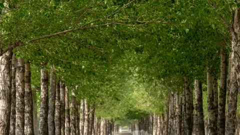 The Boulevard in the Strong Wind 1080P 動画素材 115159410