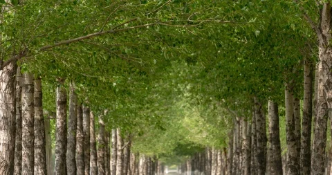 The Boulevard in the Strong Wind 4K Stock Footage 115159461