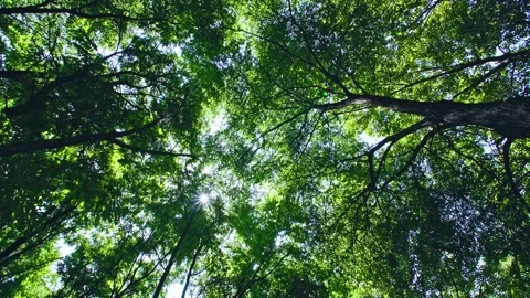 Boulevard - summer sun shines through the foliage 스톡 동영상 257909255